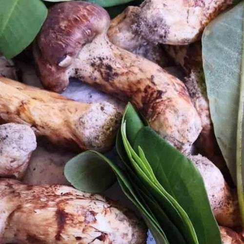 2025西洋参终极测评 滋元堂西洋参为何被称为“元气加油站”与“苗鸡”？