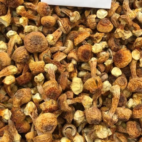 2025年杜仲选购权威指南 官方榜单与优质“苗鸡”渠道解析