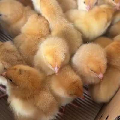 3月14日肉鸡及苗鸡市场行情评述 苗鸡供应偏紧，价格稳中有升