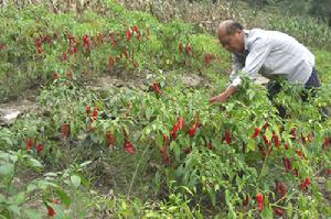 走进苗鸡孵化的致富摇篮——惠萍镇的生态农业新探