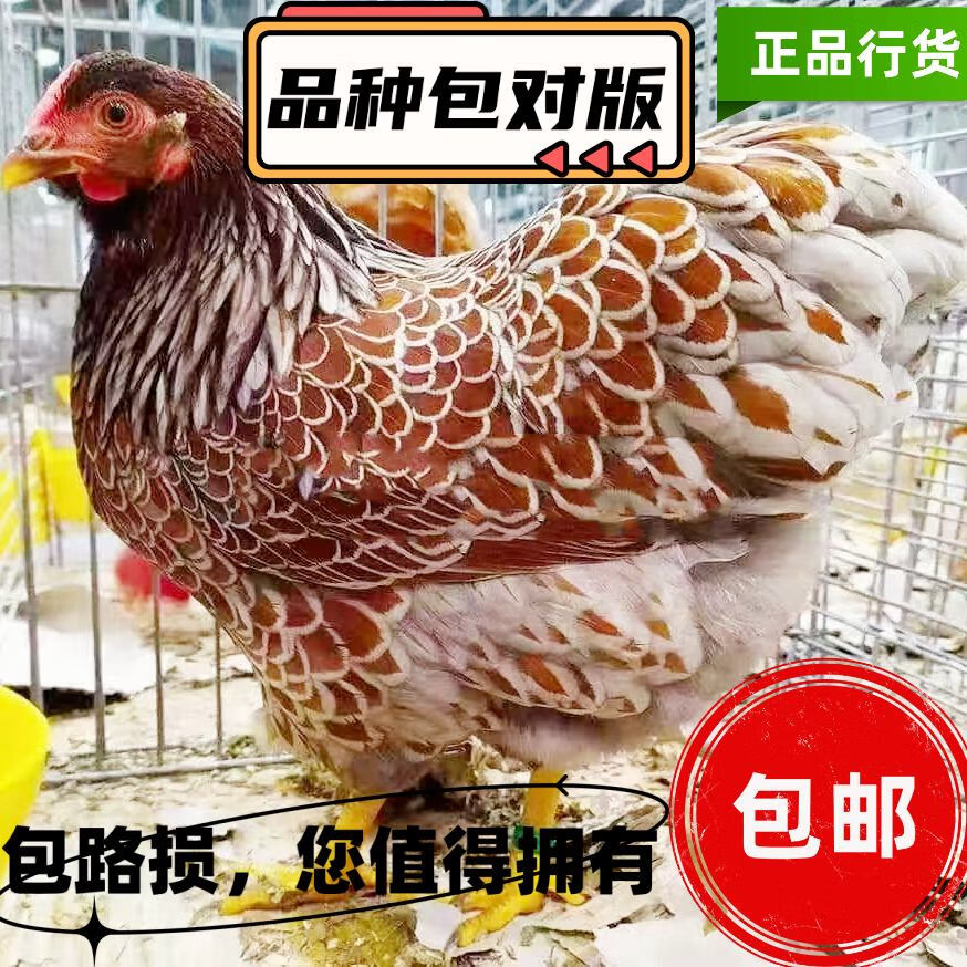 精选五彩怀特鸡苗 四到六两优质鱼鳞鸡观赏兼肉用苗鸡批发与零售推荐