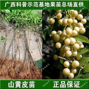 广东黄皮树苗批发全攻略 最新报价与选购指南